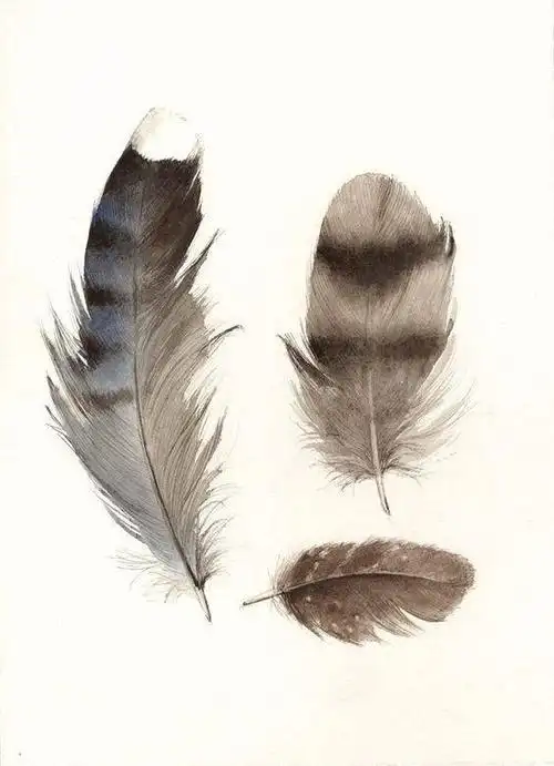 水彩羽毛绘画作品分享丨王氏教育集团