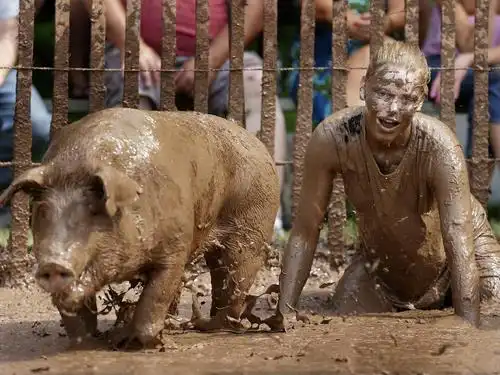 实拍美国"人猪大战"比赛 遭抗议"变态"(组图)