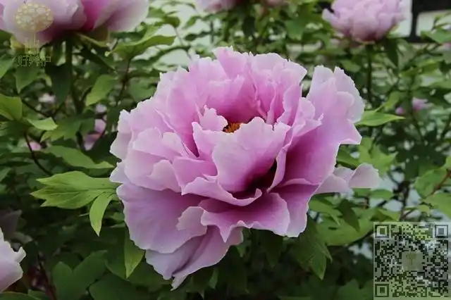 11月份可分株繁殖的木本观赏植物种类有:贴梗海棠,麻叶绣球,喷雪花