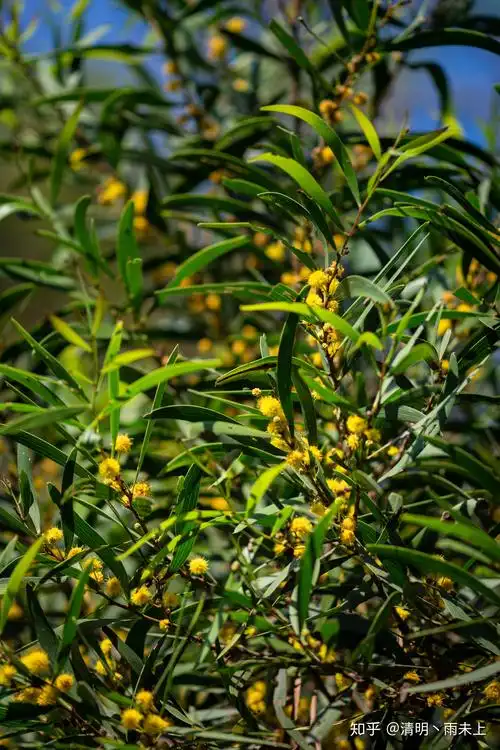 科属:豆科,相思树属别名:相思树,台湾相思树图片:更多精彩植物知识和