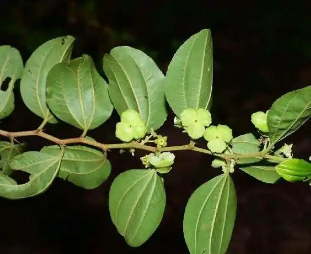 马甲子是一种怎样的植物?