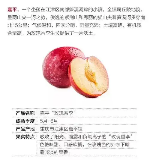 娇艳欲滴诱人得很江津嘉平200吨玫瑰香李痴痴等你