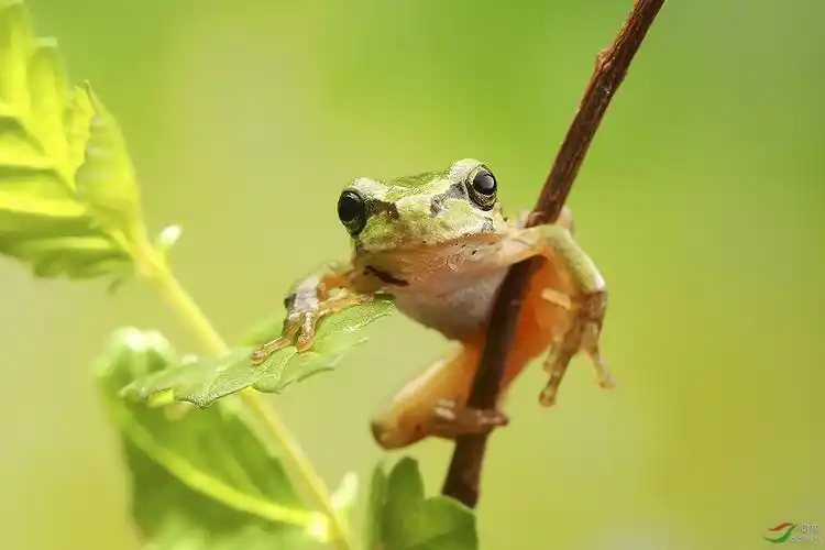 萌蛙祝贺荣获首页综合精华