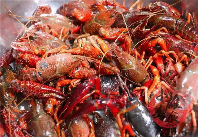 买小龙虾选青壳的还是红壳的夜市老板说漏嘴以后别乱买