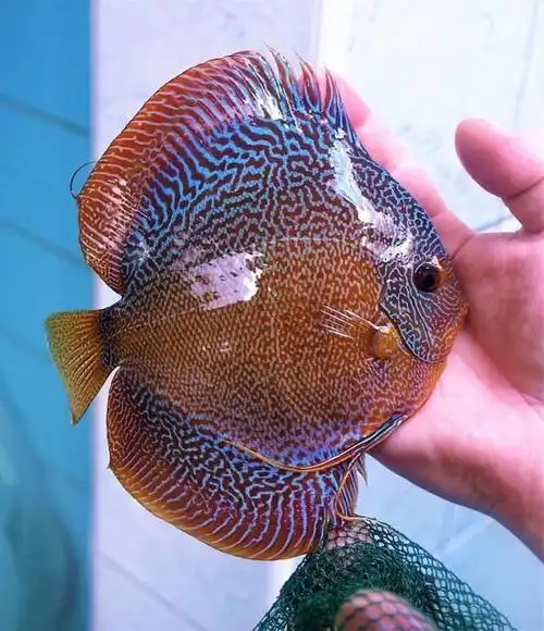 10大最漂亮的七彩神仙鱼品种