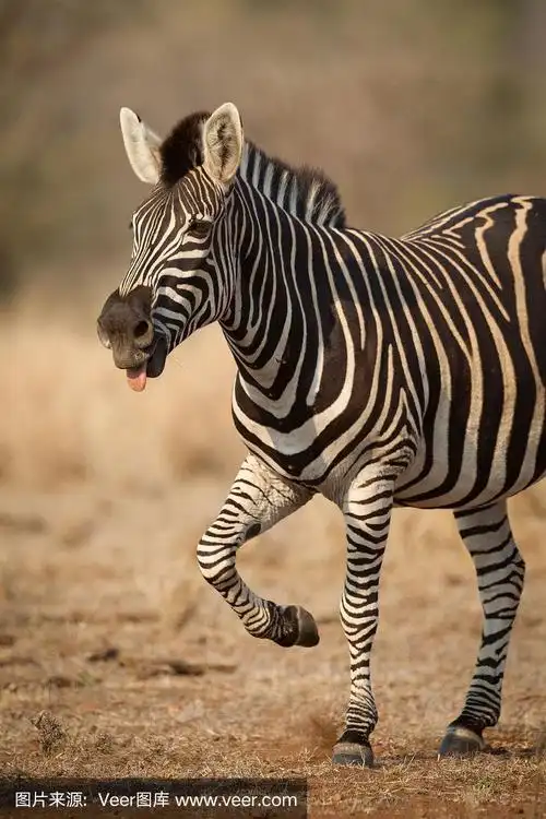 半身像,南非,垂直画幅,舌头,斑马