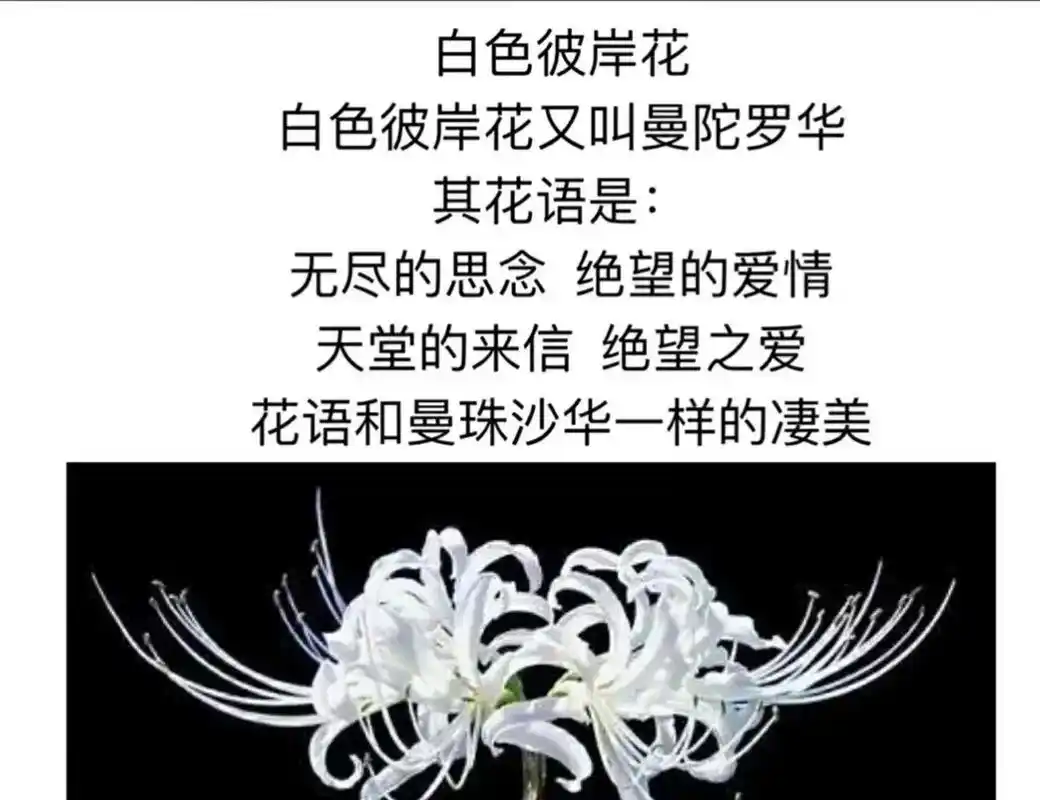 地狱的召唤死亡之美 适意生生不息的希望 其花语是: 黄色彼岸 - 抖音