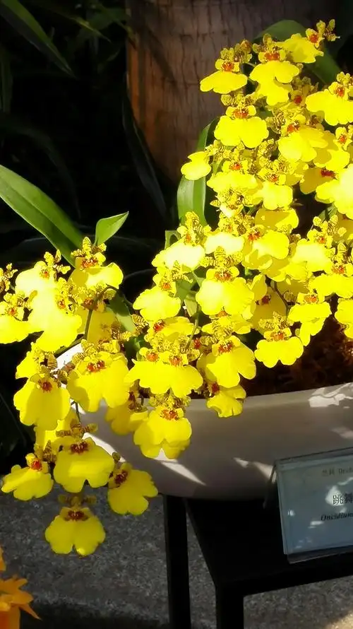 温室兰花*美*美*美