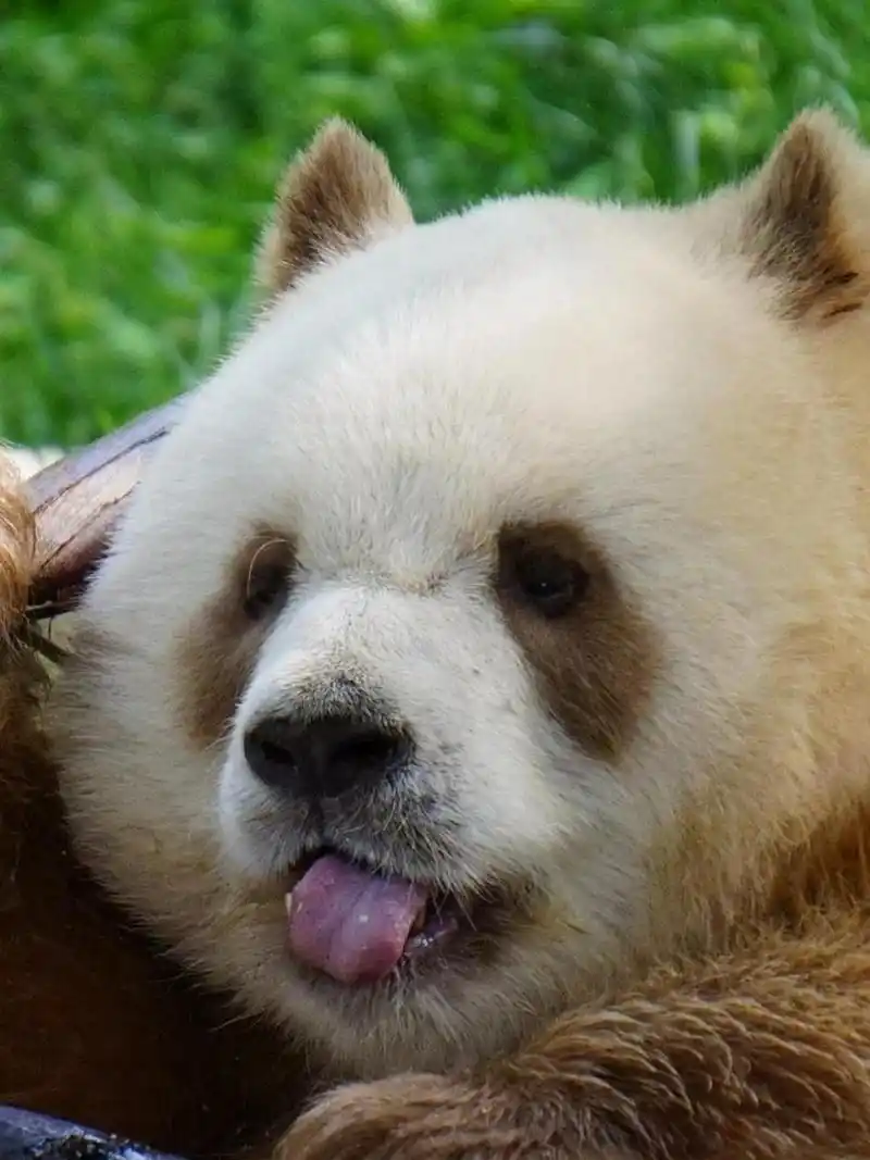 每次看大熊猫七仔都想笑 又胖又憨,还是棕色的,真的太搞笑太萌了!