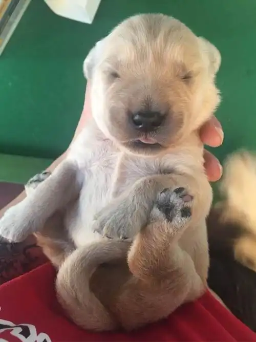 我家的赛级金毛宝宝十天咯