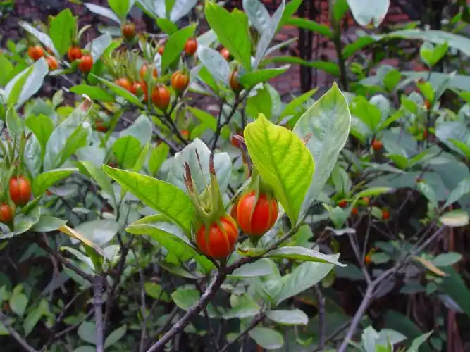 浅蕊黄金韵栀子
