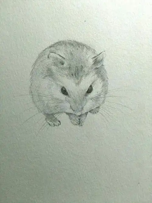 关于仓鼠科学养殖(安全感篇)