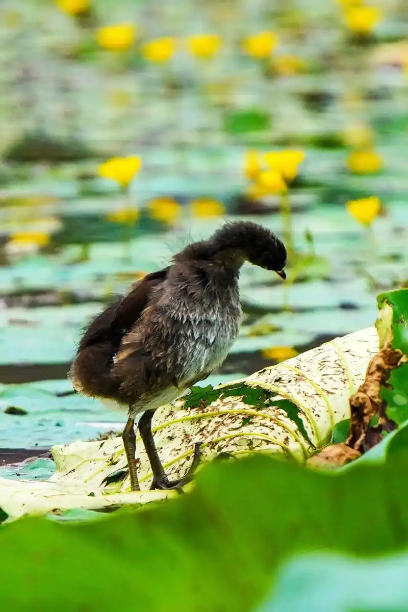野生鸟类摄影 #可爱小精灵小黑水鸡(学名:gallinul - 抖音
