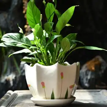 花盆陶瓷批发大号带托盘室内盆栽花盆绿植塑料阳台圆形多肉花盆 粉红