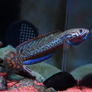 七彩雷龙鱼小型淡水热带观赏凶猛肉食鱼宠物水族适合小型室内鱼缸