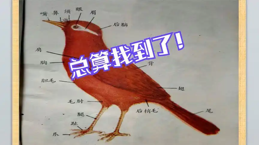 2分钟的视频介绍,全面了解画眉鸟各部位的具体名称,值得收藏