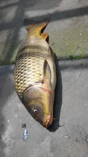 老公钓的野生鲫鱼