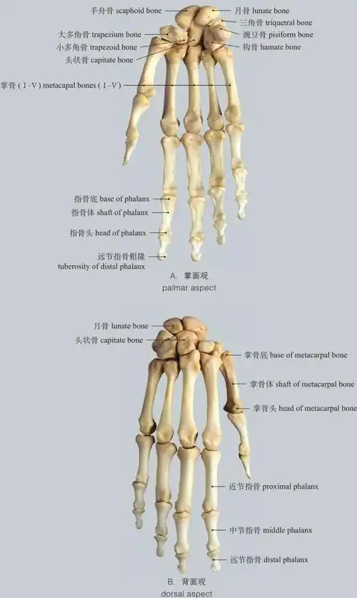 of hand图1-38 髋骨hip bone图1-39 股骨femur图1-40 胫骨和腓骨tibia