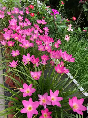 韭兰,平常总是默默无闻,甘当配角,然而,它会有一天突然喧宾夺