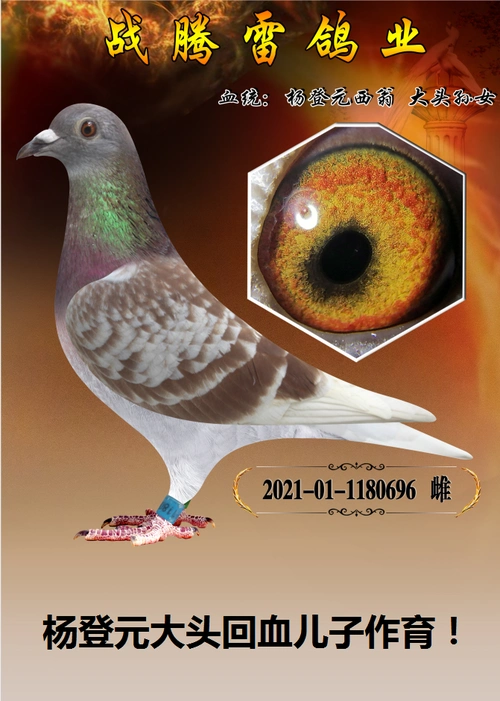 杨登元西翁大头回血种雌_战腾雷鸽业_ ag188.com爱鸽商城_中信网