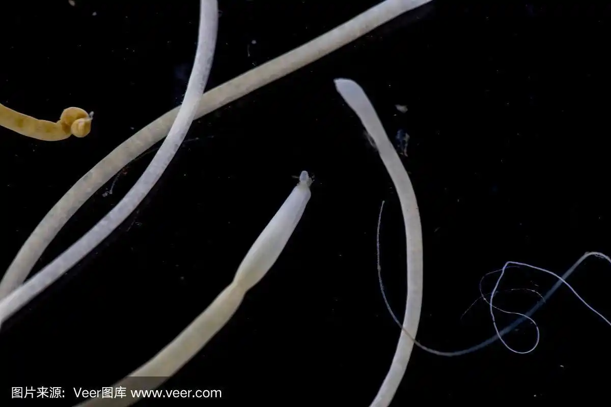 棘头虫是一门寄生蠕虫,在实验室被称为棘头虫,棘头虫或棘头虫.