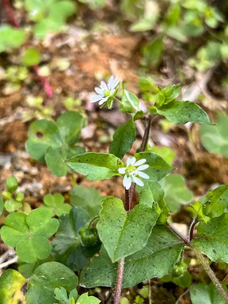 鹅肠菜(myosoton aquaticum (l.