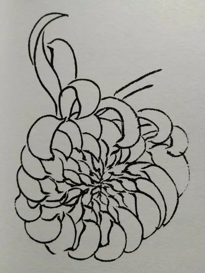 初学者素描菊花先画花后画蕊最后画叶完美完成