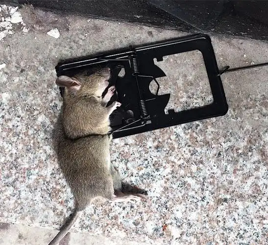 老鼠笼捕鼠器老鼠夹灭鼠器工具耗子夹子家用逮捉抓鼠器扑鼠器神器