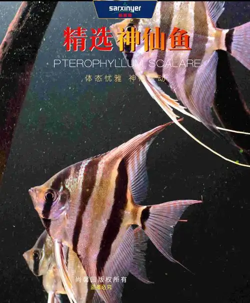 观赏鱼神仙鱼燕鱼红头三色水族云石秘鲁群游热带鱼淡水活体随机神仙鱼