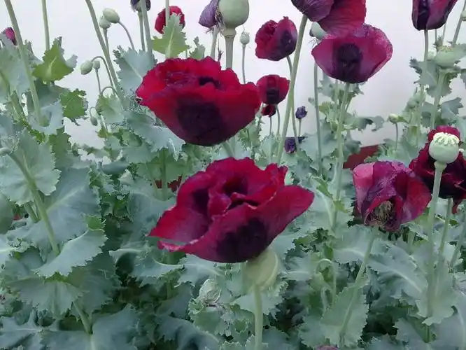 罂粟花:只可观赏,千万别自种,仅感受健康气息罢