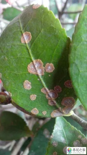 茶花叶子有霉斑怎么办