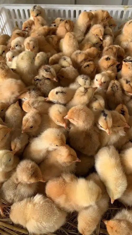 [红瑶鸡苗批发] 红瑶土公鸡苗价格1.8元/只 - 惠农网