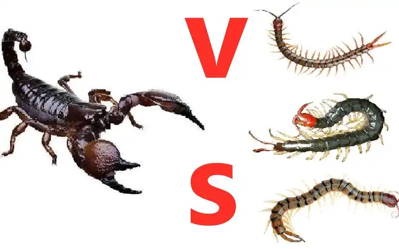 一只蝎子大战三只蜈蚣,谁会赢?