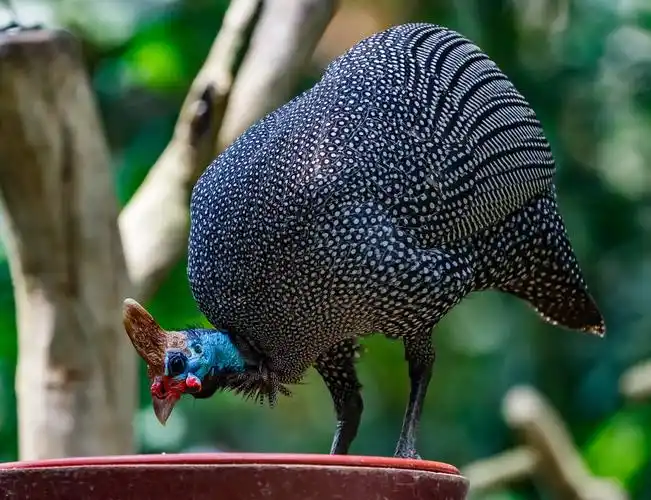 珍珠鸡公母怎么分别