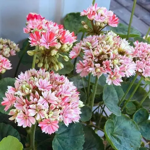 天竺葵养护简单四季开花不生病不出虫(推荐)