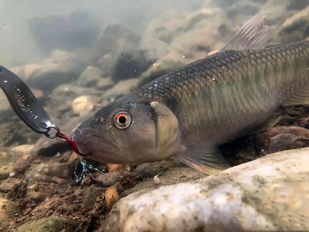 原创小时候家乡的小河里非常多被誉为溪流精灵的马口鱼如何垂钓