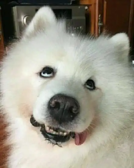 抱着我的小萨摩耶聊天表情搞笑图片表情