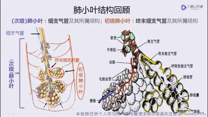 肺实质基本病变的ct解读(二)