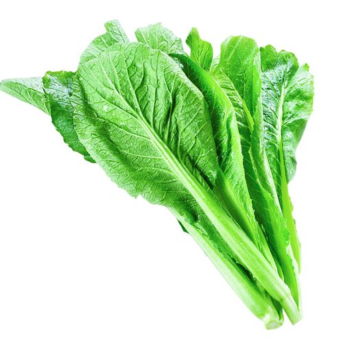 种子春菜潮汕圆叶抗热矮脚大叶品种芥菜菜籽家庭园艺种子