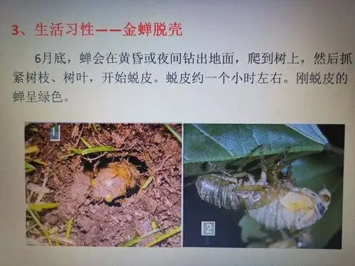 下面就来感知自然界的小生命《认识知了》!