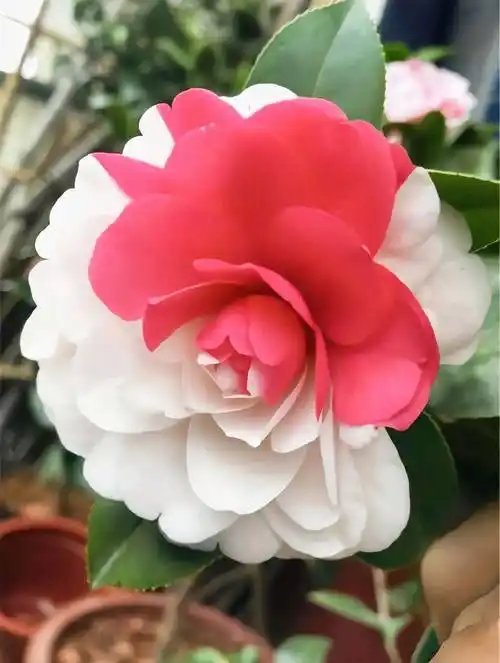 小巧玲珑的紫色茶花!这是滇山茶花!双色山茶花!