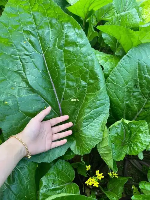 野蛮生长的菜叶子