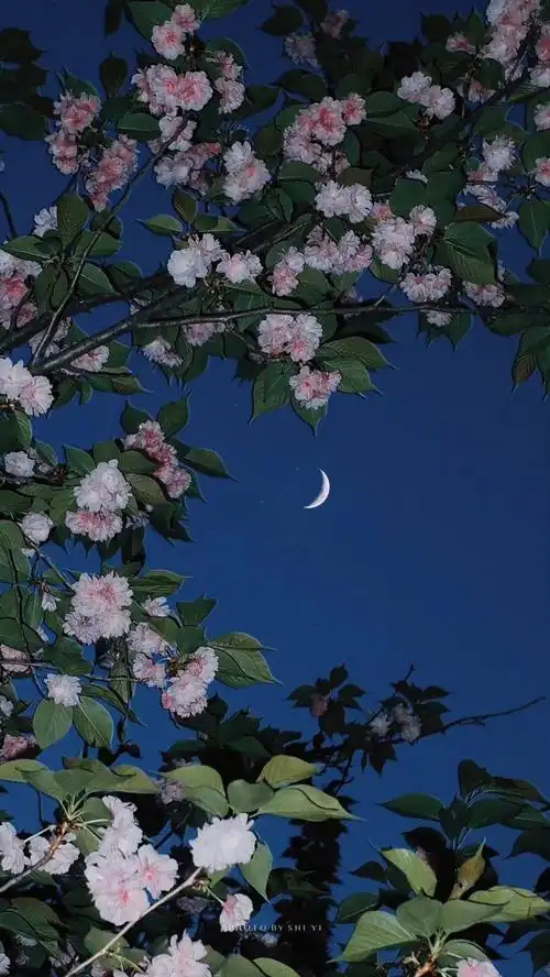 有哪些合适漂亮的qq音乐自定义壁纸? - 知乎