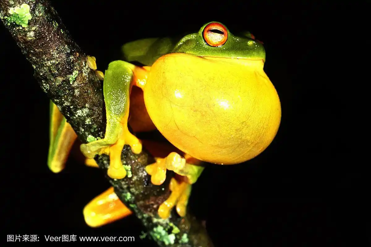 雄性红眼树蛙在鸣叫