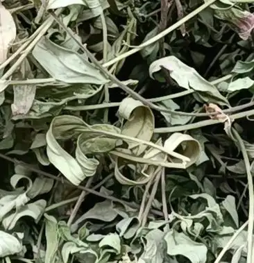 [金牛草批发]金牛草价格27.00元/斤 - 一亩田