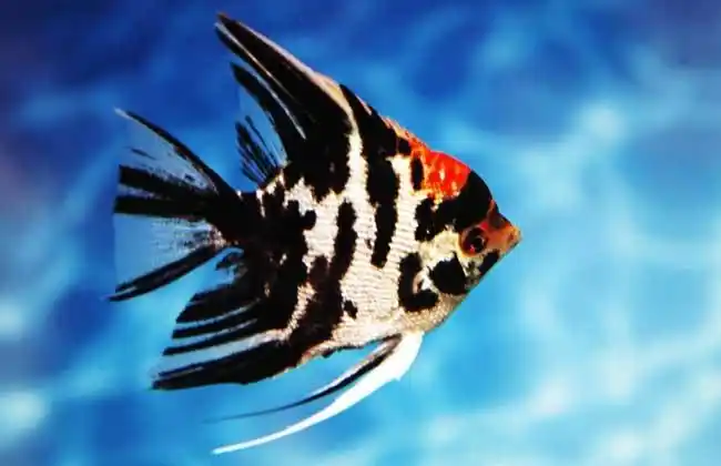 鸳鸯神仙鱼
