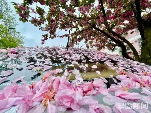 青岛:春雨绵绵降 打落樱花铺满路