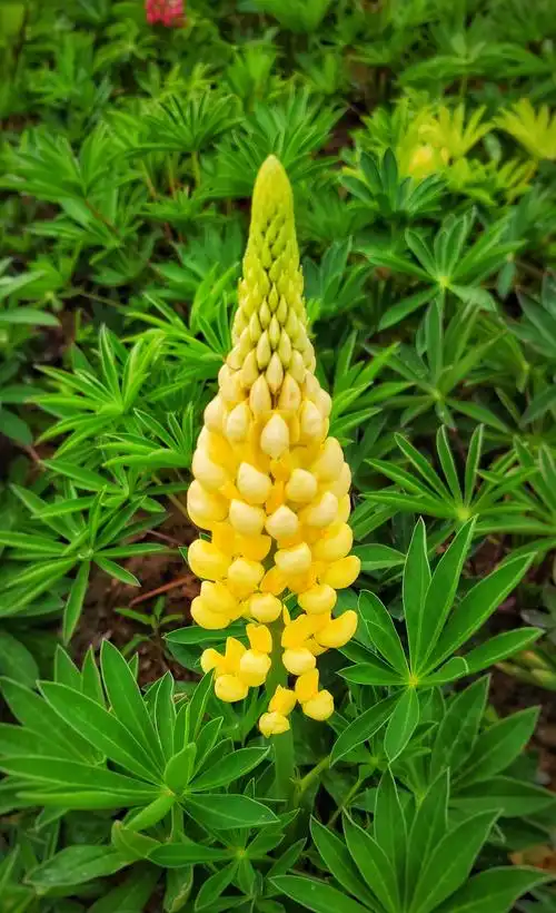 鲁冰花的花语是"母爱,幸福,贪婪的心,苦涩,悲伤,空想".