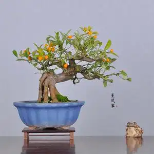 日本金豆小品盆景