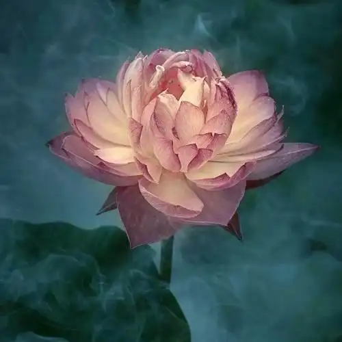 佛系唯美头像图片 高清好看能做微信头像的禅意图片_微信头像_头像屋